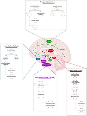 Dysregulation of the dopaminergic system secondary to traumatic brain injury: implications for mood and anxiety disorders